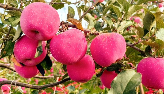 向綠而行 向新發(fā)力 加快培育新質(zhì)生產(chǎn)力——甘肅建投生態(tài)公司經(jīng)濟林建設高質(zhì)量發(fā)展紀實